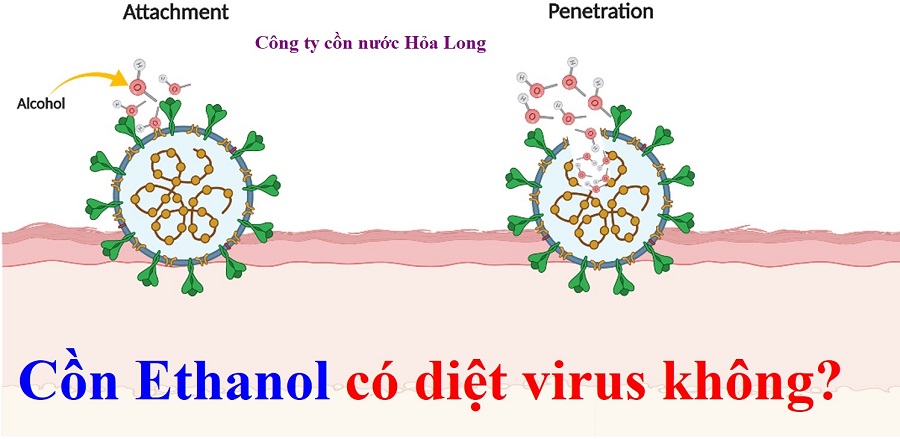 Cồn Ethanol có diệt virus không? | Công ty Cồn nước Hỏa Long Alcohol